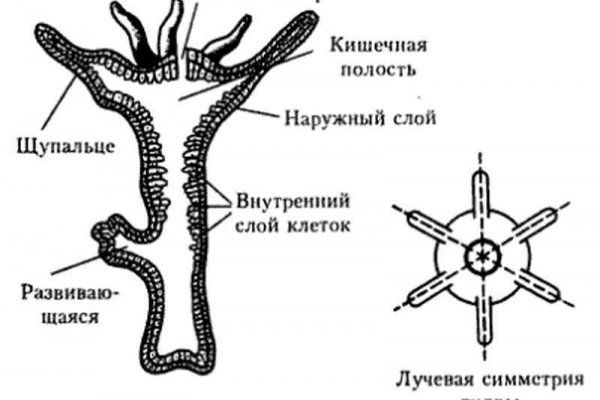 Kraken 12 at сайт