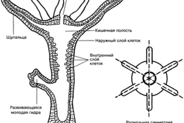 Ссылки в тор